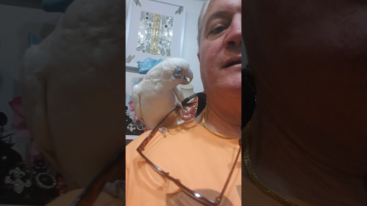 Love Bird