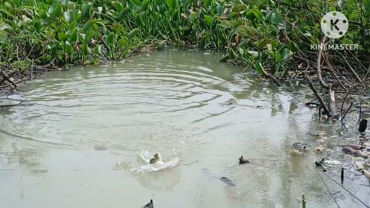 Lapak sampah 2x tidak dijonk,ada ikan besarnya@IzulNazmudin