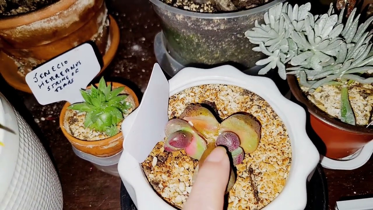 June 2025 Garden Review - Indoor Gardening on a Budget