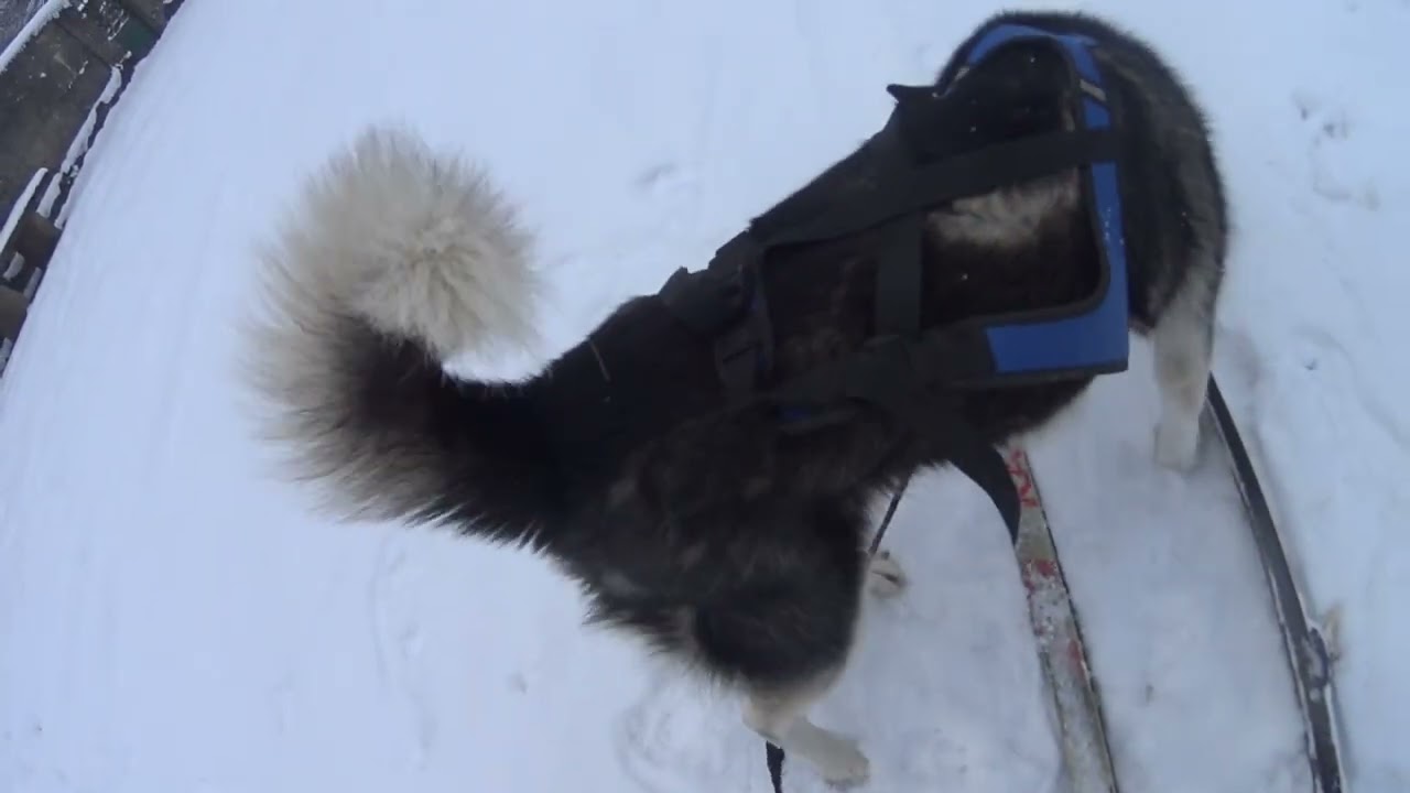 SKI JOERING