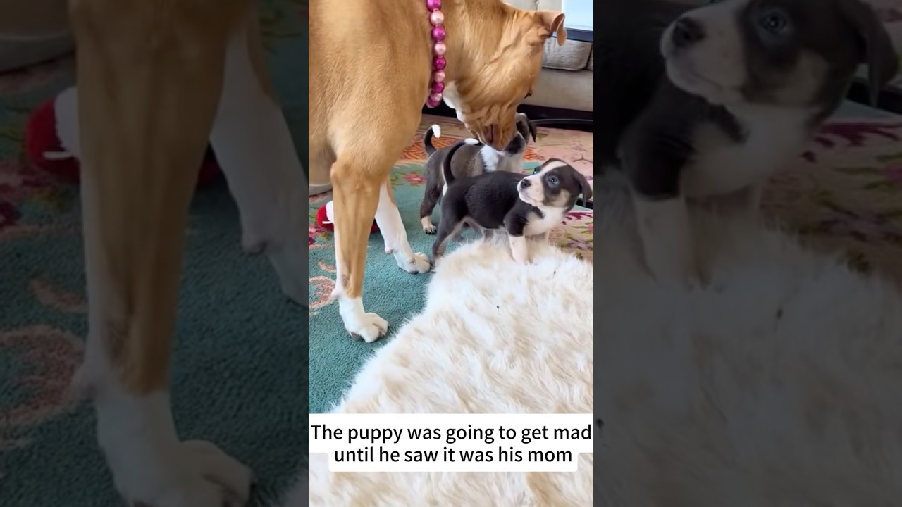 Strict yet gentle! See how a mother dog teaches her puppies to be &ldquo;dogs&rdquo;. #cutepet #babyraising #fyp