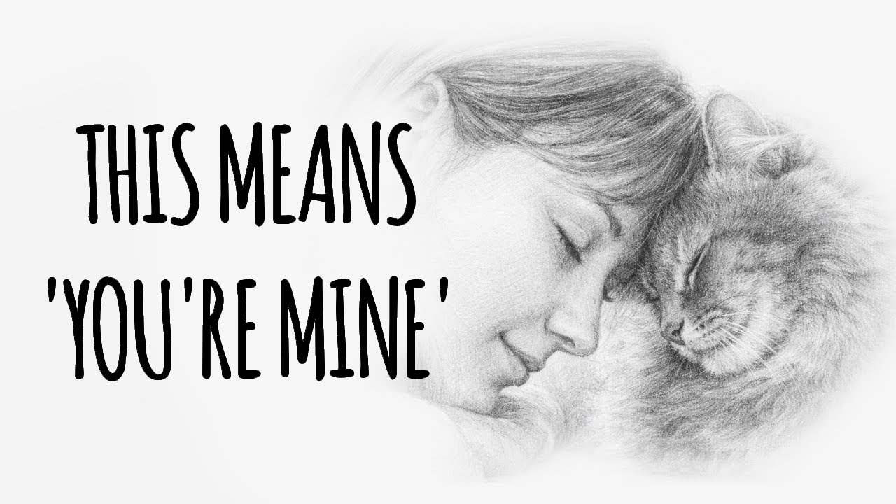 10 Signs Your Cat Is Truly Happy
