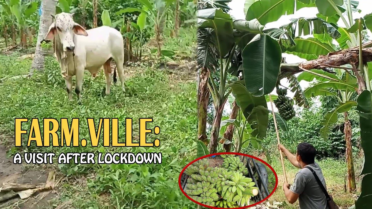 Farm.Ville: A Visit after Lockdown