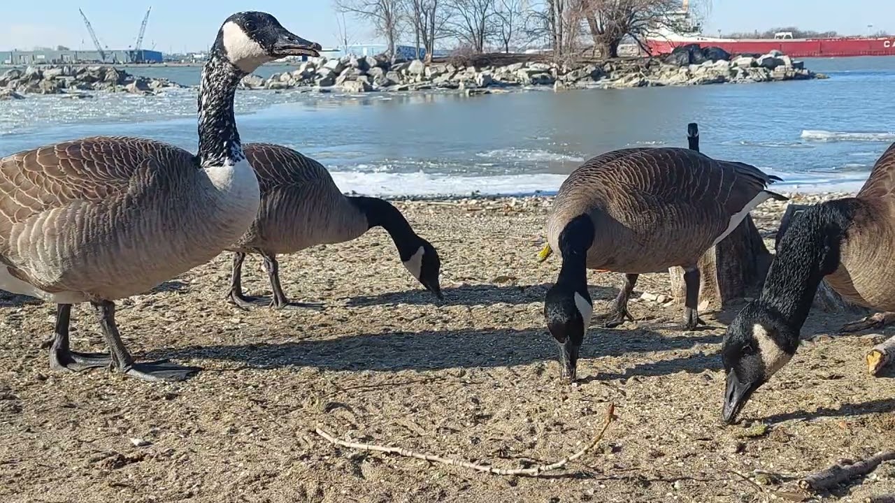 Geese #speckle at 4mins17sec #canadageese #cobrachickens no music in this version. 