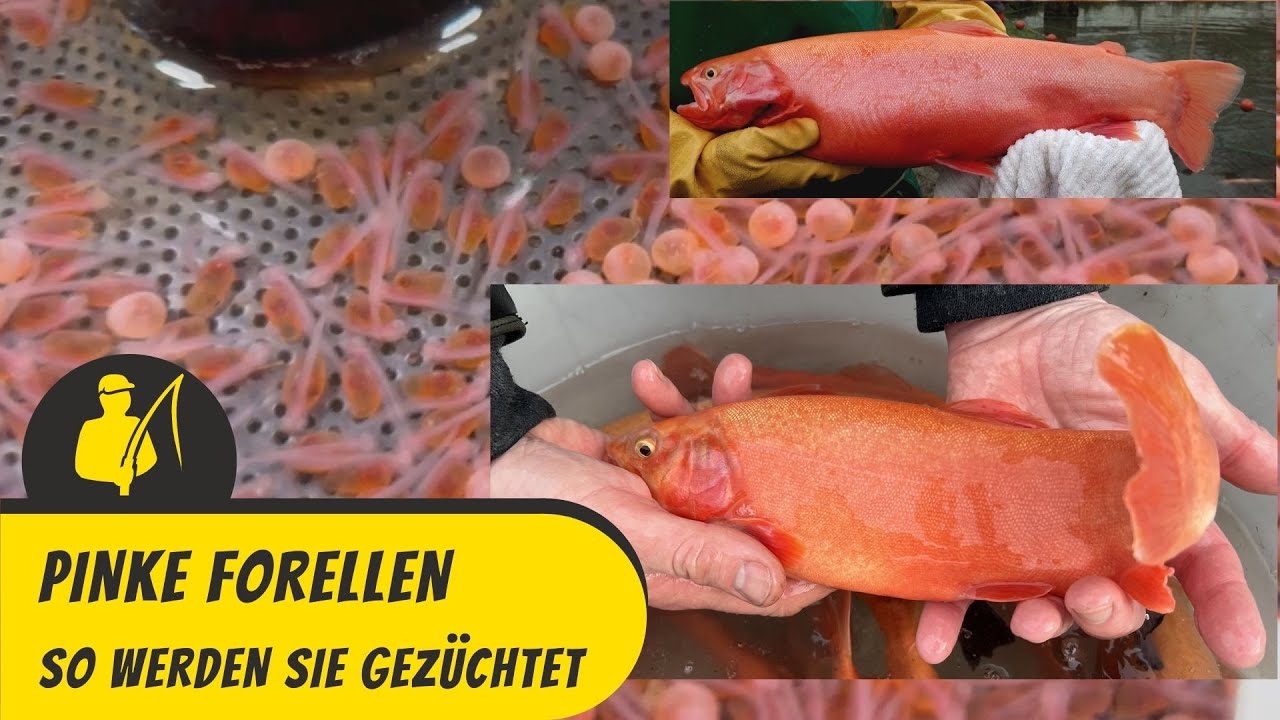 So werden 