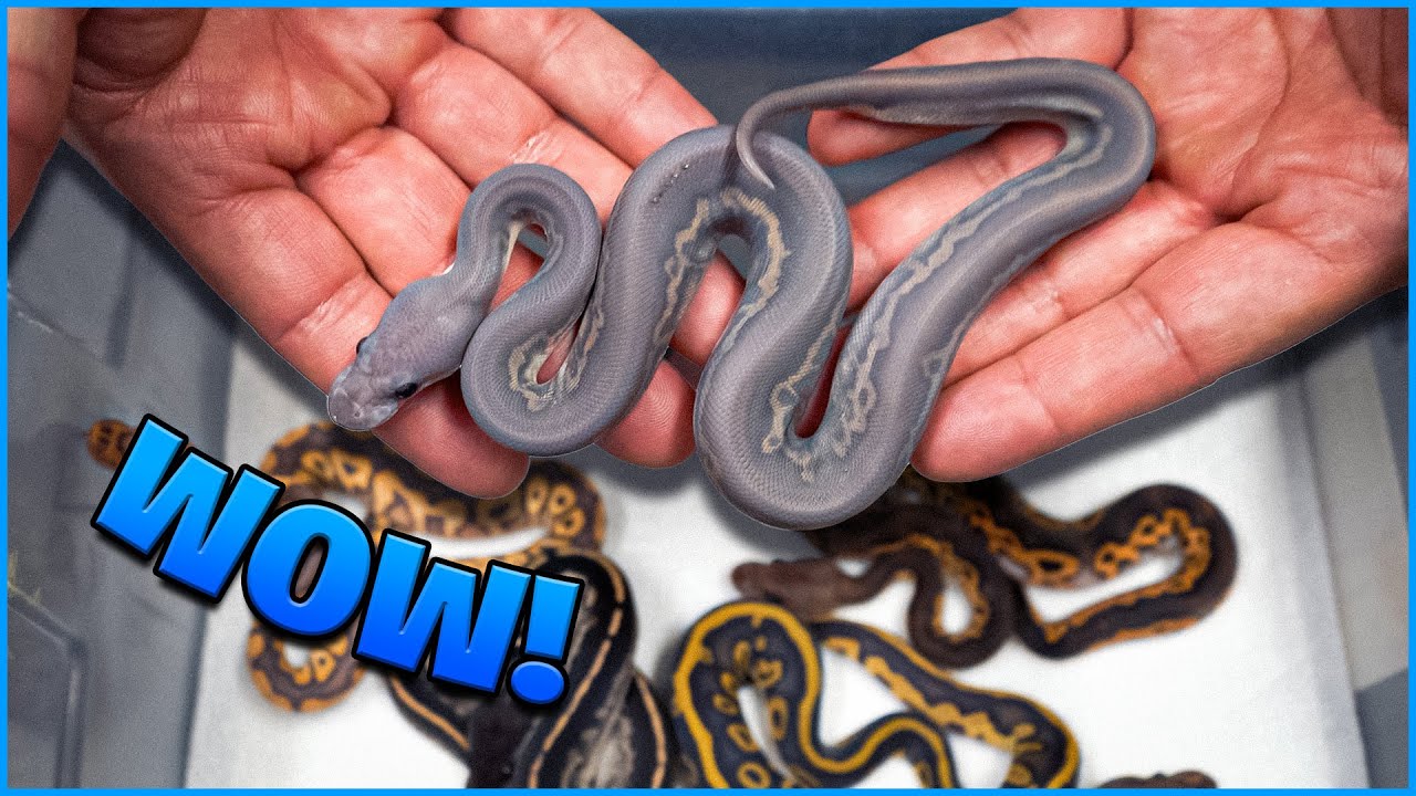 How Did We Make This Snake! Rare Combo