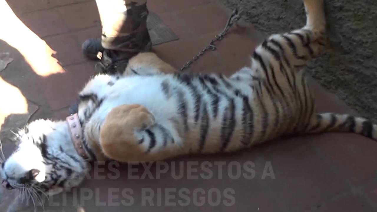 Interacciones con animales en el Zoo de Castellar de la Frontera