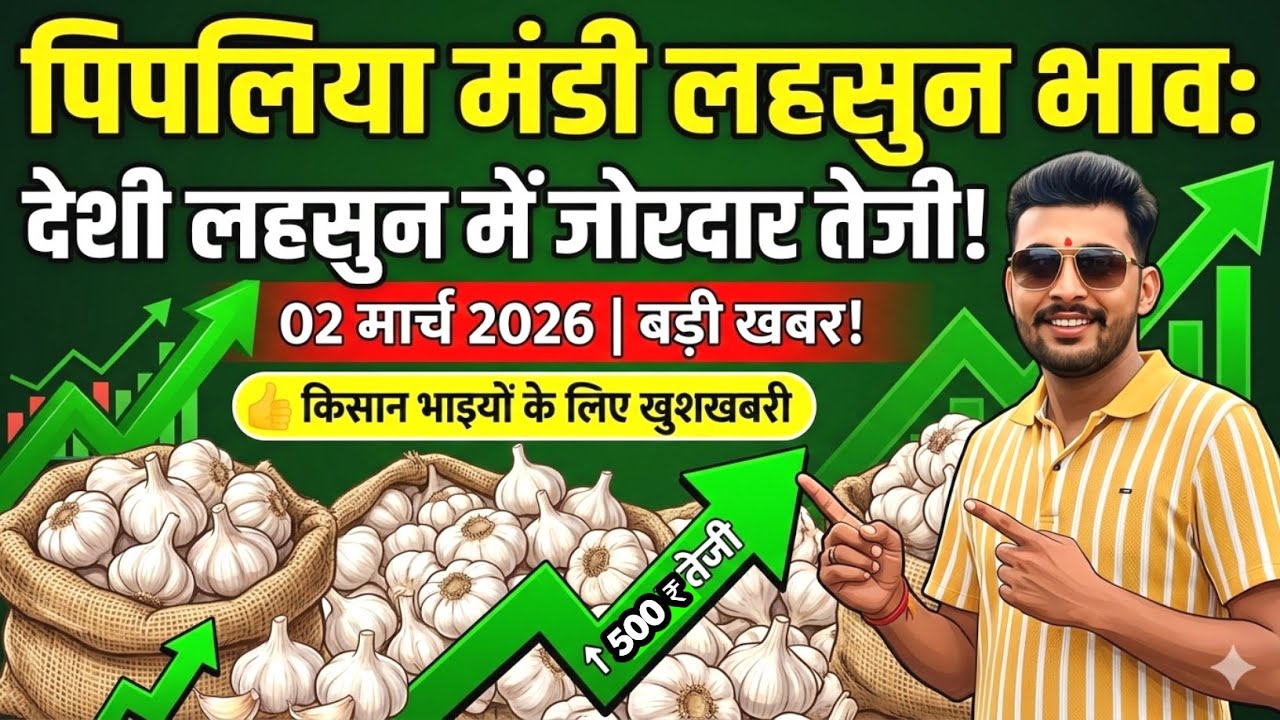नई देशी ऊटी लहसुन भाव पिपलिया मंडी New Garlic Price Today Pipliya Mandi March 2, 2026