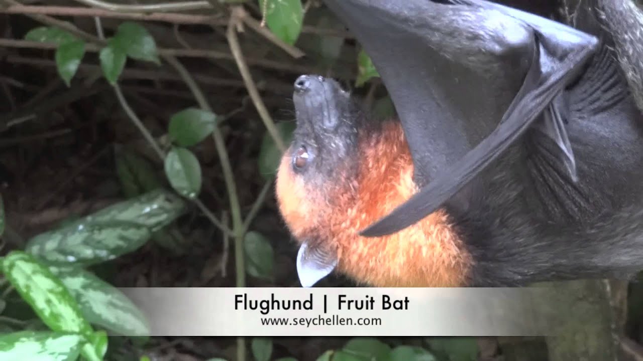 Flughund | Fruitbat | Seychellen