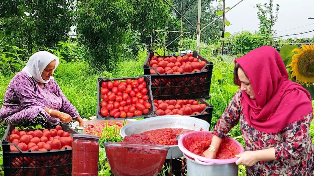 🍅From Fresh Tomatoes to Paste: Easy Organic Tomato Paste Recipe for winter preservation❄️