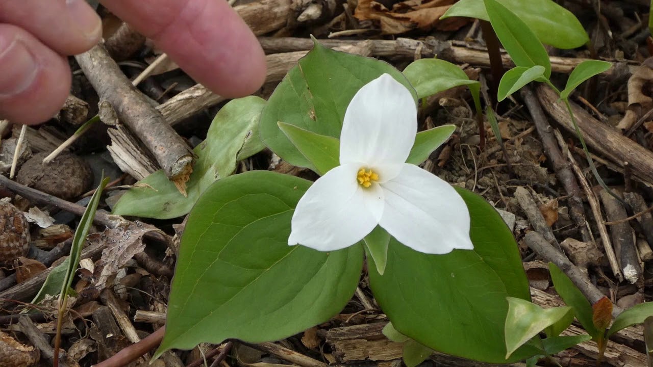 Spring Ephemerals of the Landon Community Trail With Chuck Hulse