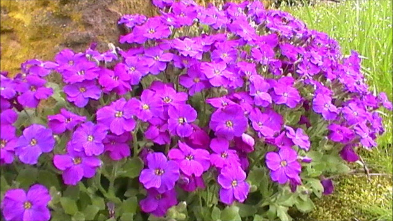 Hermannshof Weinheim - Frühling 2016