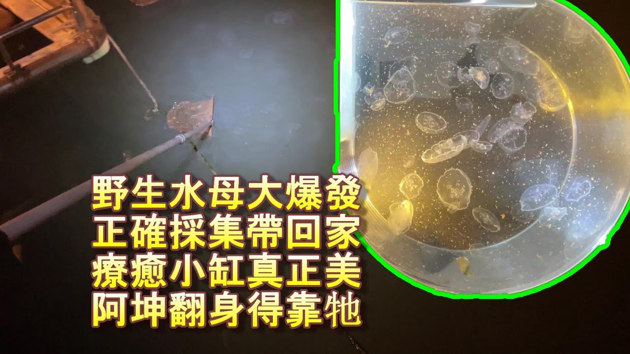 【帶回家養】今年終於又有養水母的條件了，首要任務是要先有水母，來去找水母回來把去年本來要佈置的小水母缸佈置起來吧。
