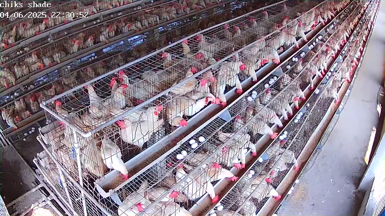 Layer Farm