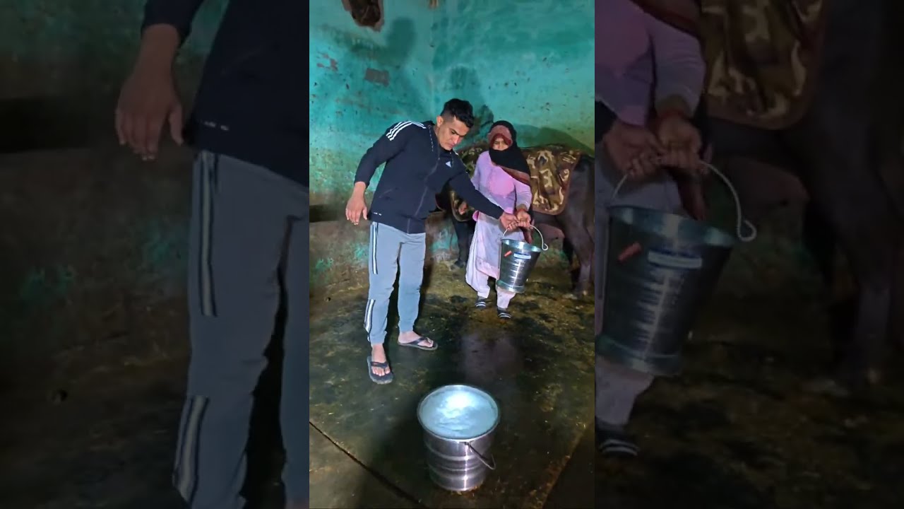 Live Milking 2nd Time // Vicky Dehra - 9991194478