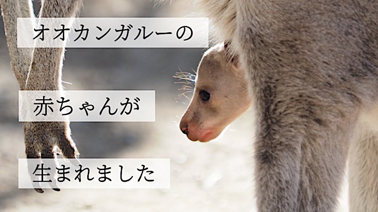 オオカンガルーの赤ちゃんが顔をだしました。【足立区生物園】