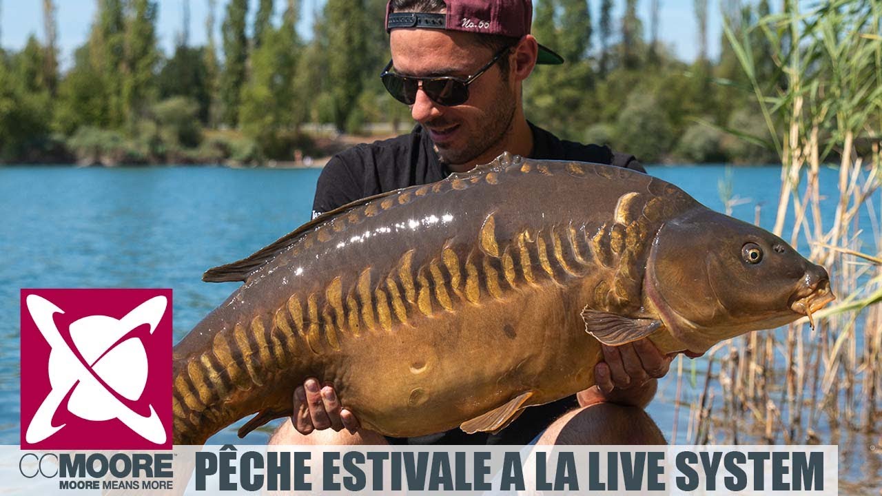 CCMoore France: Pêche à la carpe en été