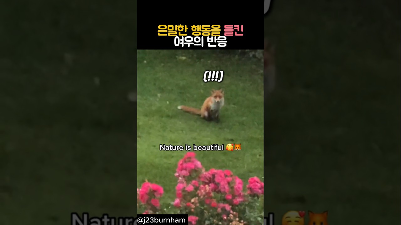 은밀한 행동을 들킨 여우의 반응 #동물 #여우