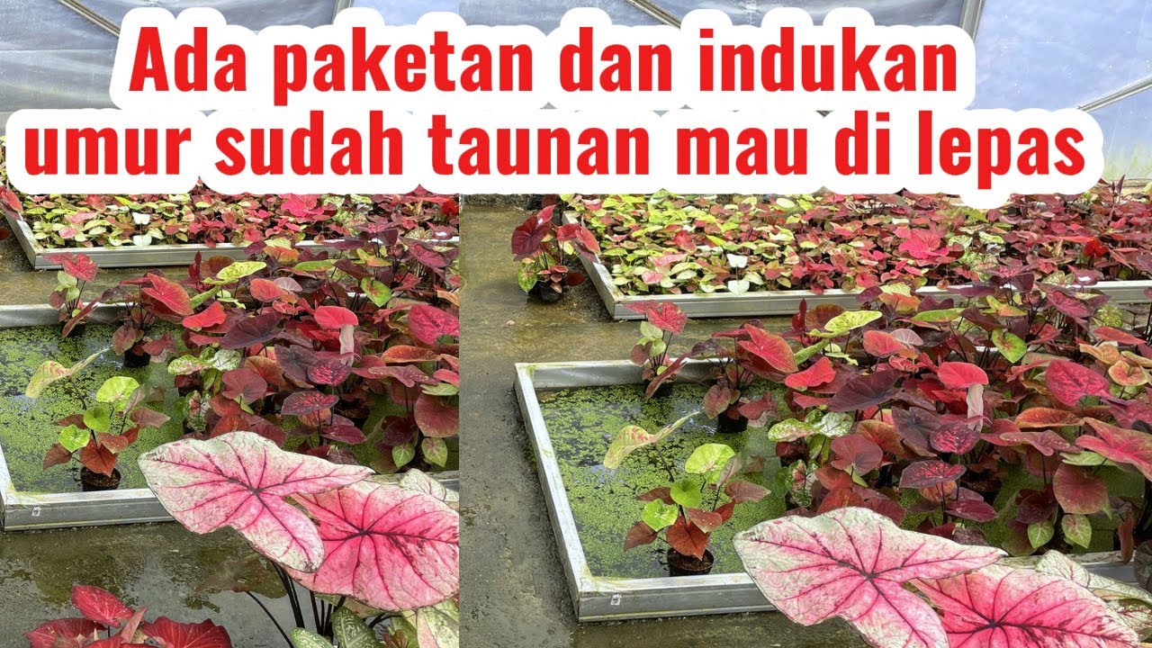 PROMO LAGII || KALI INI ADA PAKETAN DAN INDUKAN YA TEMAN TEMAN,