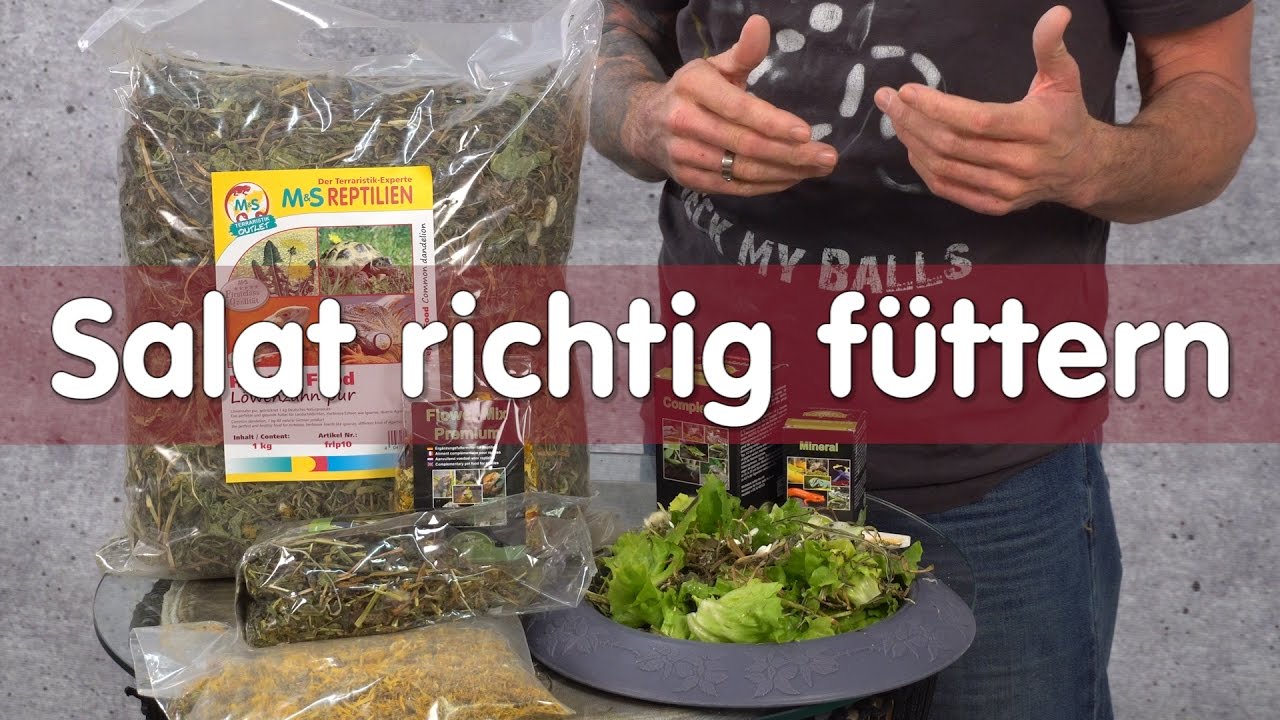 Reptil TV - Technik - Salat richtig füttern
