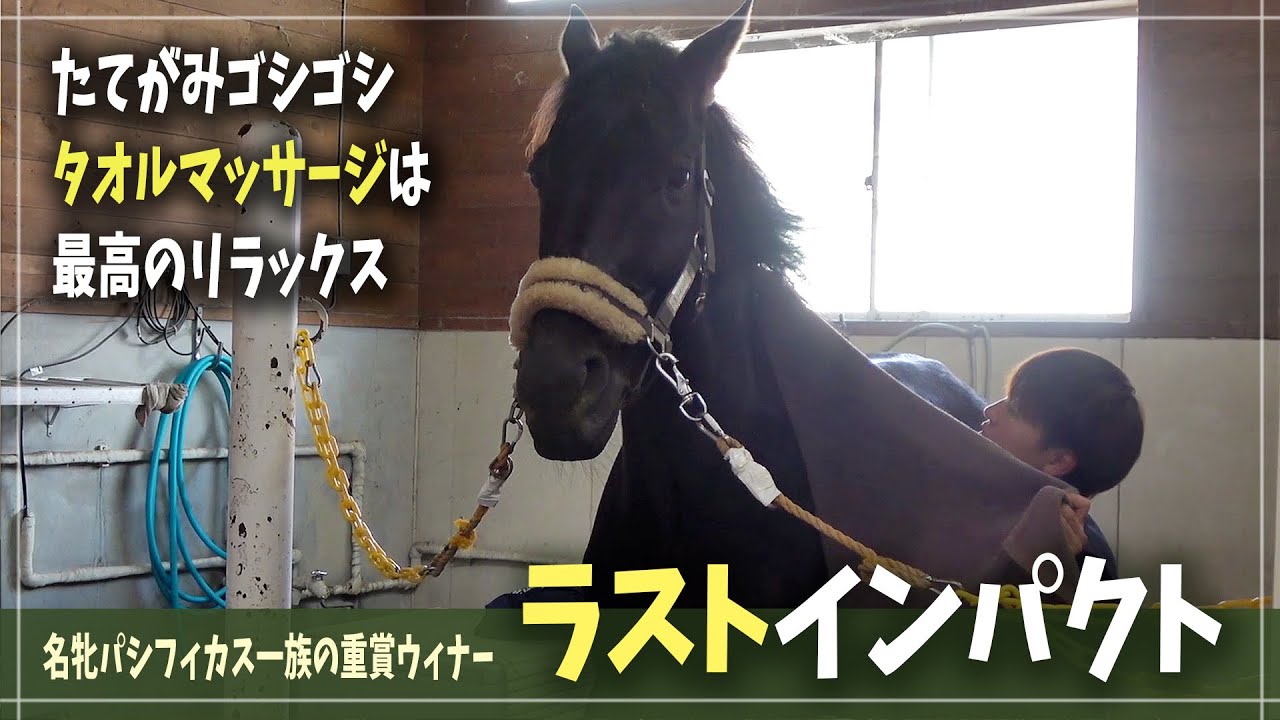 【ラストインパクト / ディープインパクト産駒】スタッフのお姉さんのお手入れが気持ち良いので洗い場でウトウト