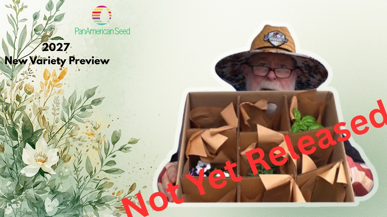 Эпизод 317: Оценка саженцев PanAmerican Seed 2027 – Распаковка и предварительный просмотр результ...