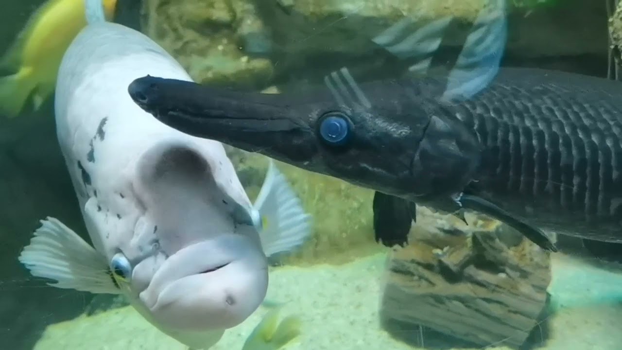 Aquarium ANTALIYA. Аквариум Анталия