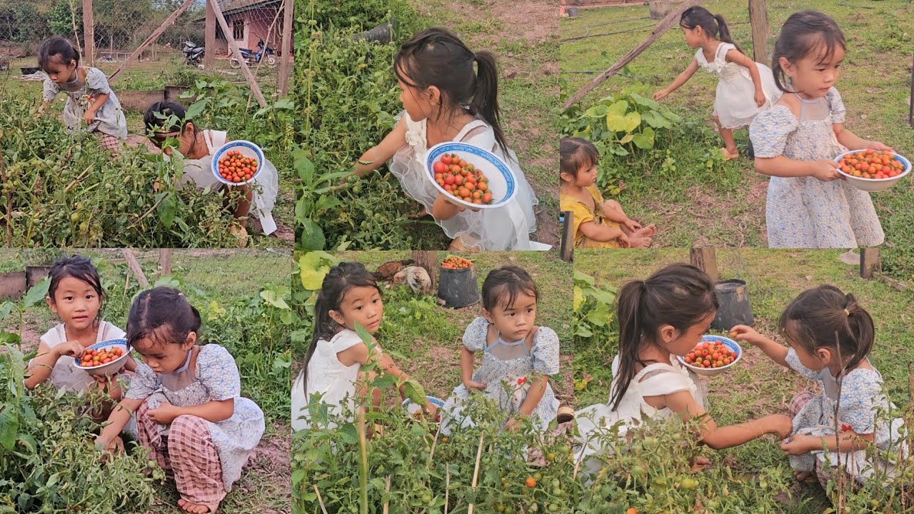 kuv cov ntxhais peb mus de txiv lws suav 31/3/2026