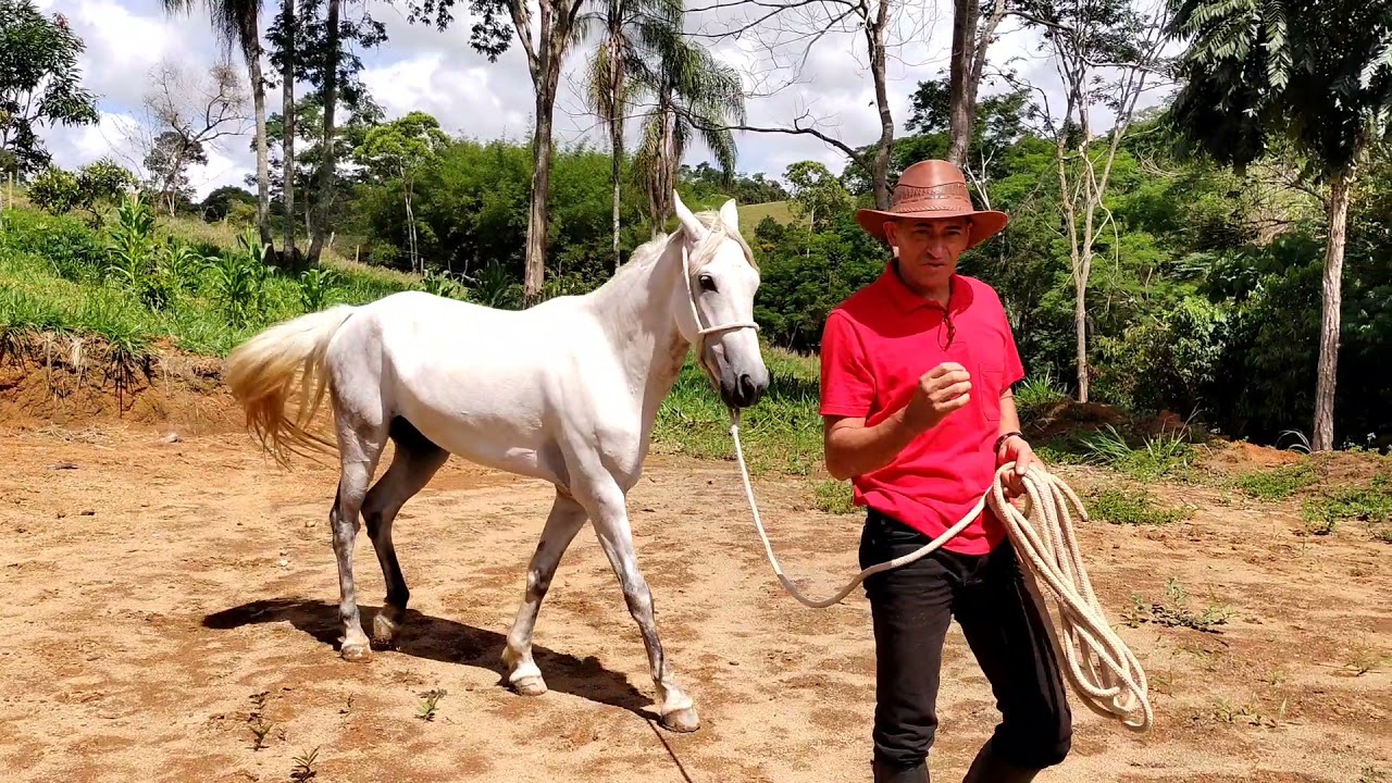 DOMA RACIONAL DE APENAS 4 DIAS EM CAVALO DE SEGUIDOR DO CANAL. CAVALO SHOGUN PROPRIETÁRIO LEANDRO