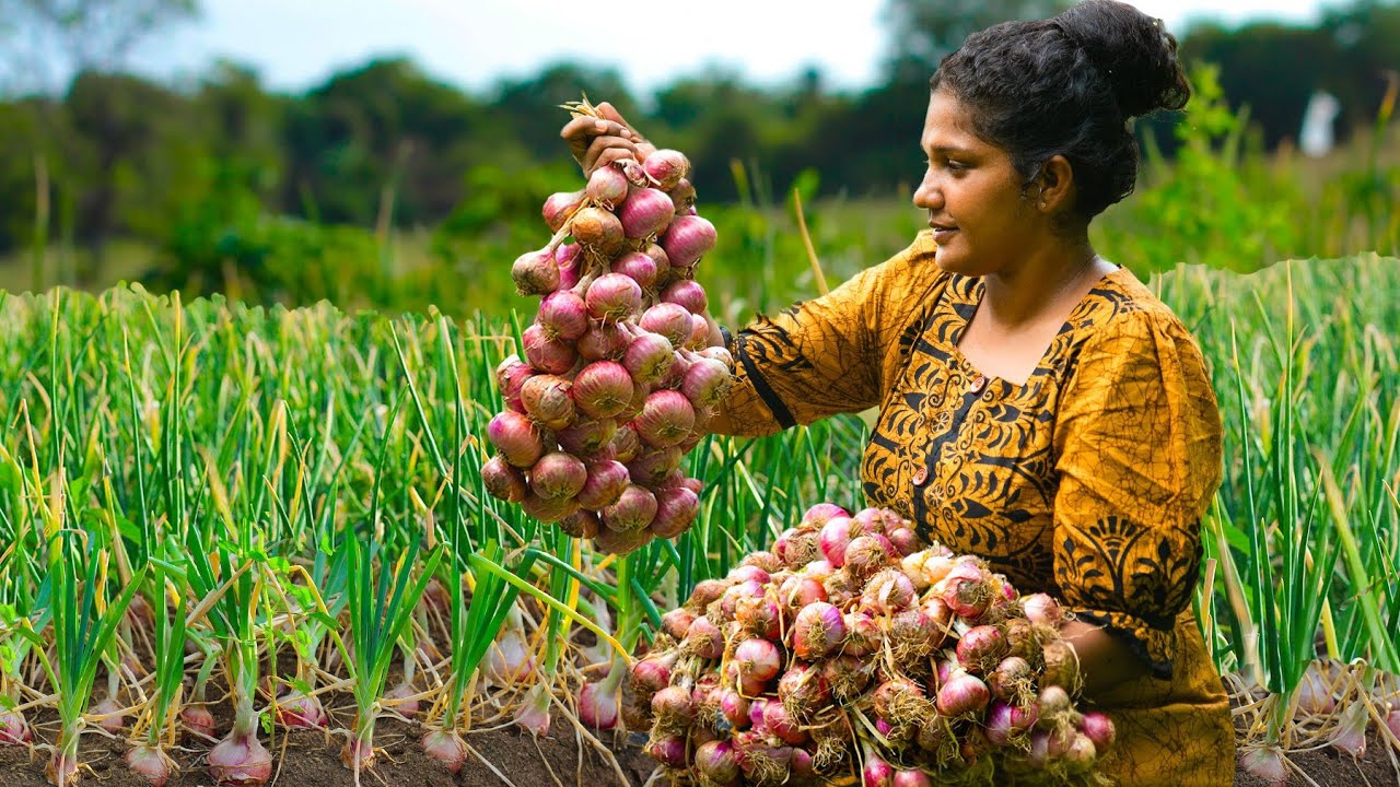Farm fresh Onions,smelly big red onion harvesting and Make The Best Crispy And Savory Onion Recipes!