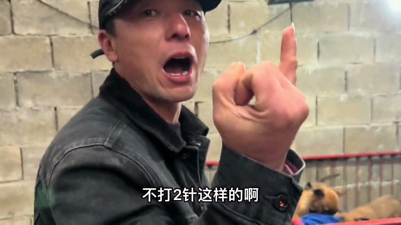 来专业马犬犬舍挑选马犬，随便拉出来一条，就非常满意！无可挑剔