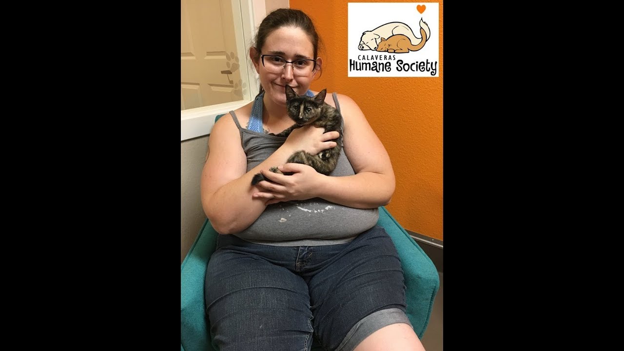 Foster Kitten Diamond Gets Adopted 🐱‍👓 July ‎13, ‎2019,🐾 Calaveras Humane Society  #shorts