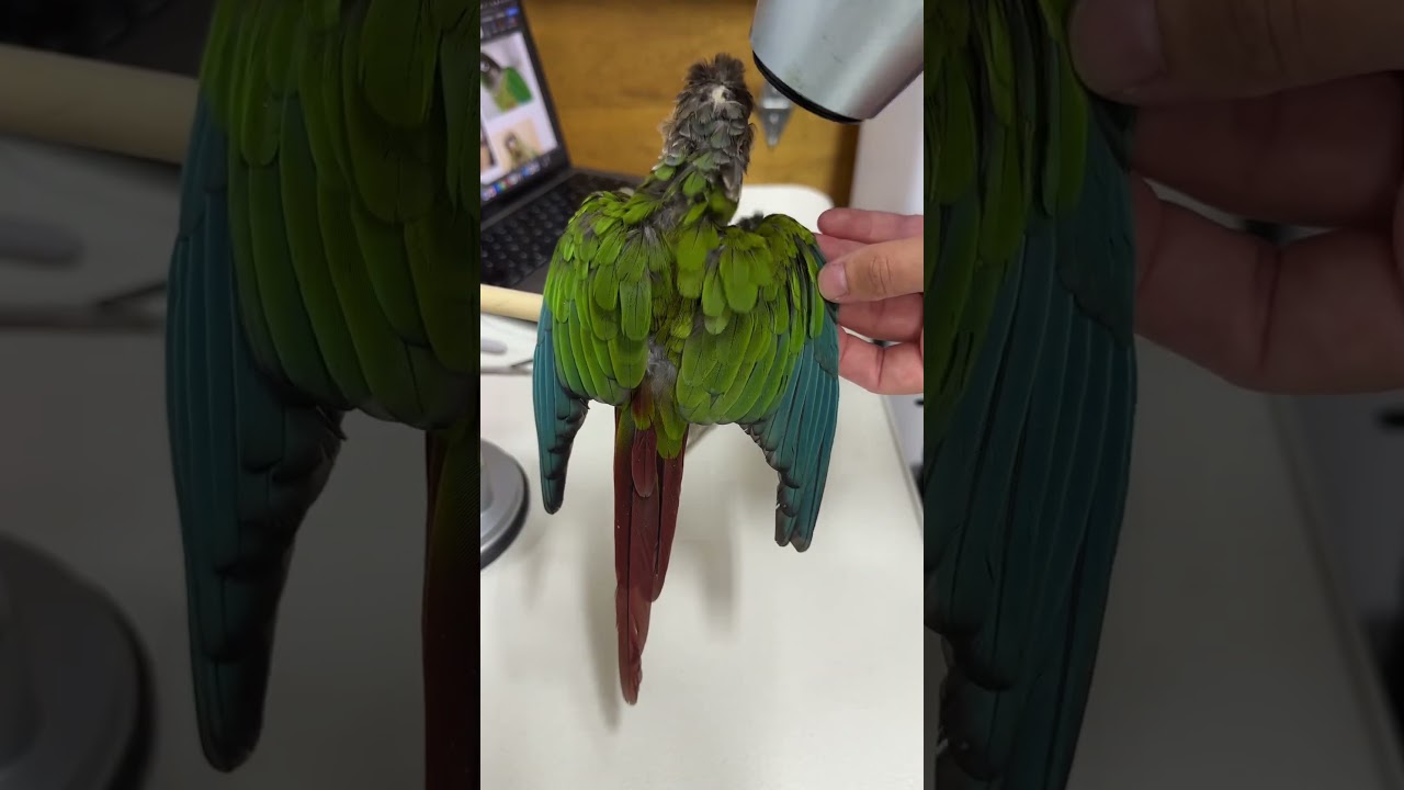 Putting together a green-cheeked conure for bird taxidermy