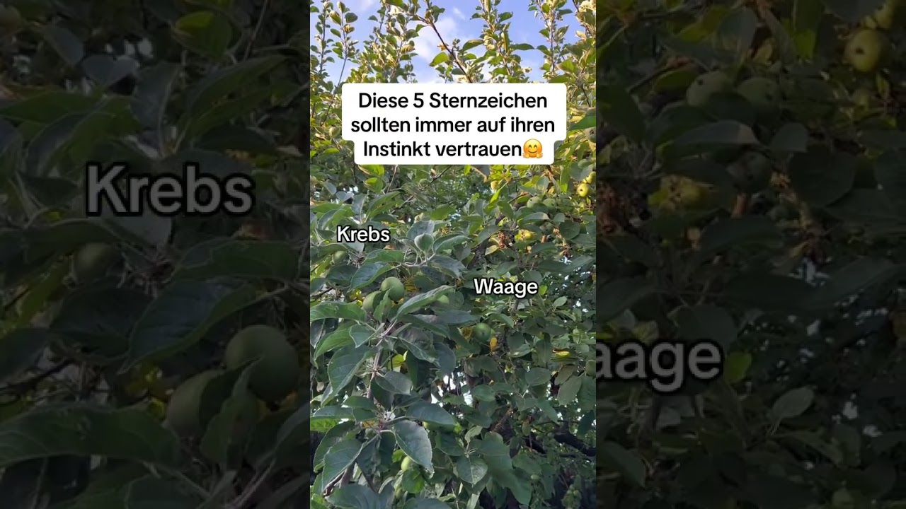 Diese 5 Sternzeichen sollten immer auf ihren Instinkt vertrauen🤗 #sternzeichen #orakel #horoskop