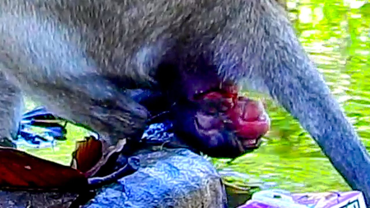 The young monkey delivered first baby very difficult but she can`t give baby ox\ygen.