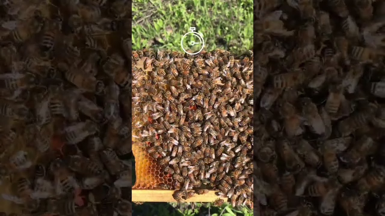Can You Find the Queen Bee?