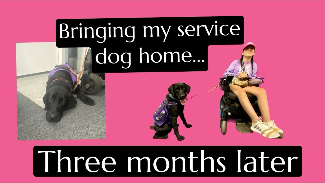 Binging my new service dog home what life is really like!