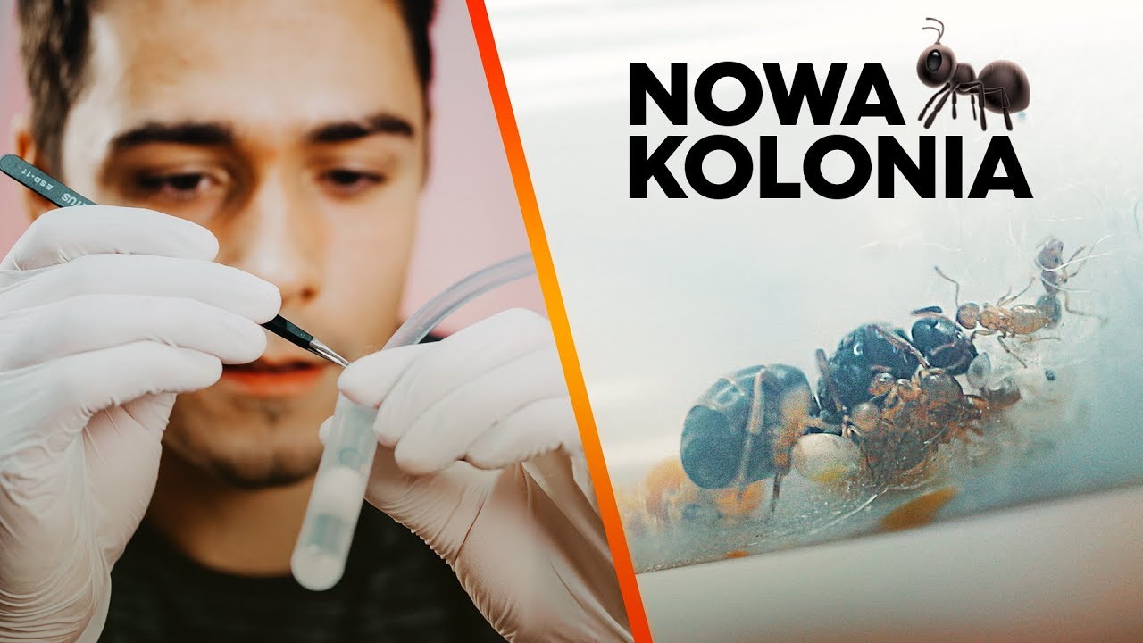 NOWA KOLONIA MRÓWEK! 😍🐜 *4K MAKRO*