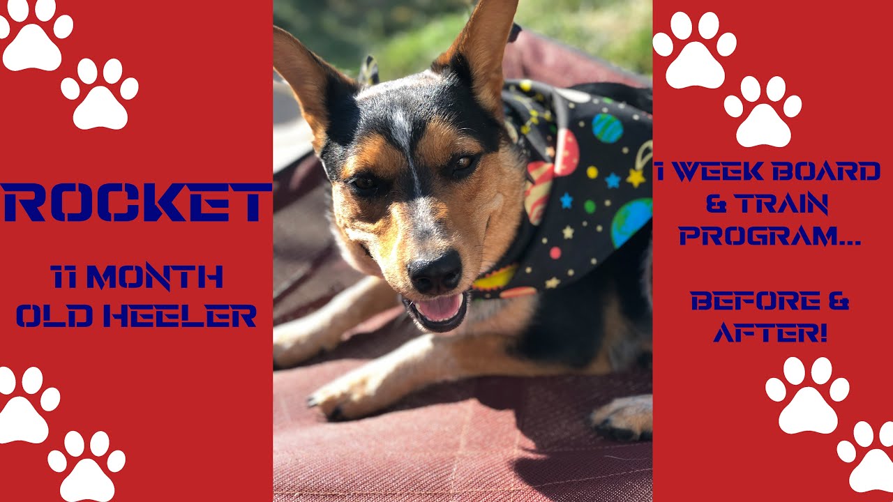 Lehi Dog Trainers ||| OLK9 Utah ||| 11 month old Heeler, Rocket