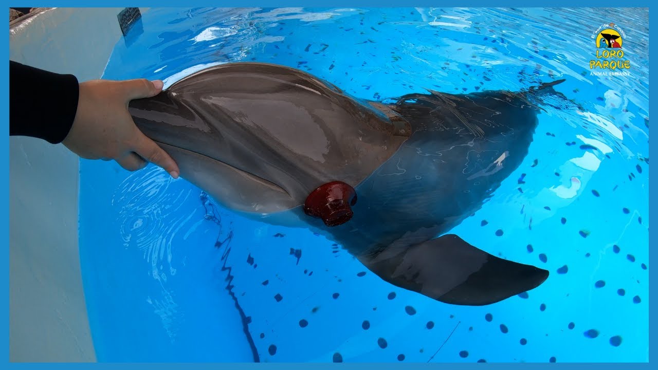 Echolocation studies in dolphins | Loro Parque