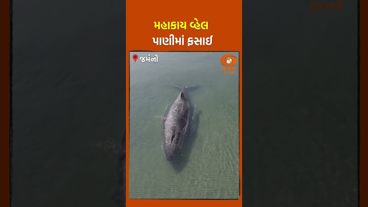 Giant Whale Rescue