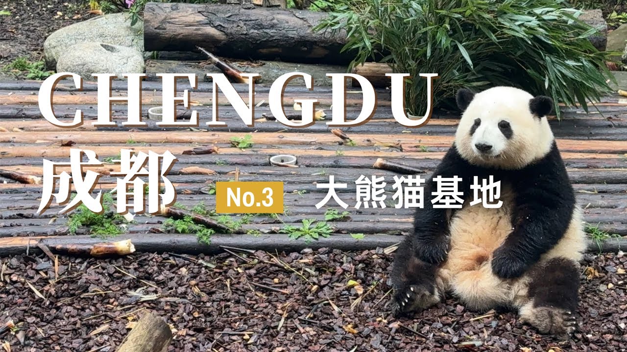 【成都旅行03】这是成都最让人快乐的景点！被大熊猫治愈的一天！成都大熊猫繁育基地旅游攻略 | 走遍中国旅行vlog |