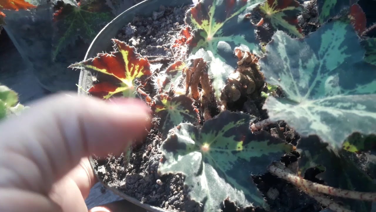 Coleção  begonias florida /jardim vertical com calandivas lindas!