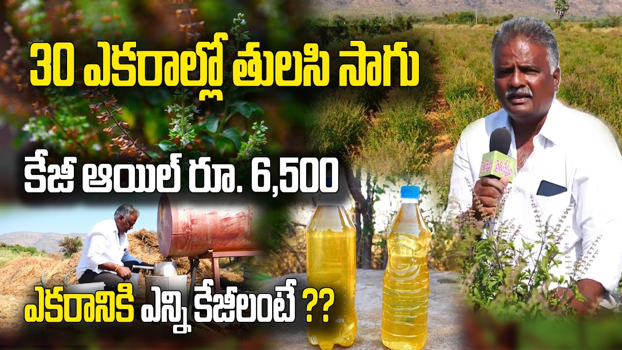తులసి సాగు - ఆయిల్ తయారీ | ఒకసారి నాటితే 3 ఏళ్లు పంట  | Tulasi Farming | Srinivasa rao