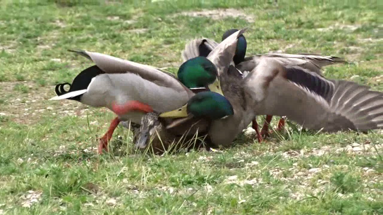 La Cane agressée   - La Roche de Glun  (Drôme) France
