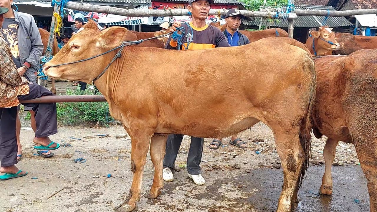 10.750‼️ CALON INDUKAN SUPER HARGA MURAH PASAR SAPI PURWANTORO