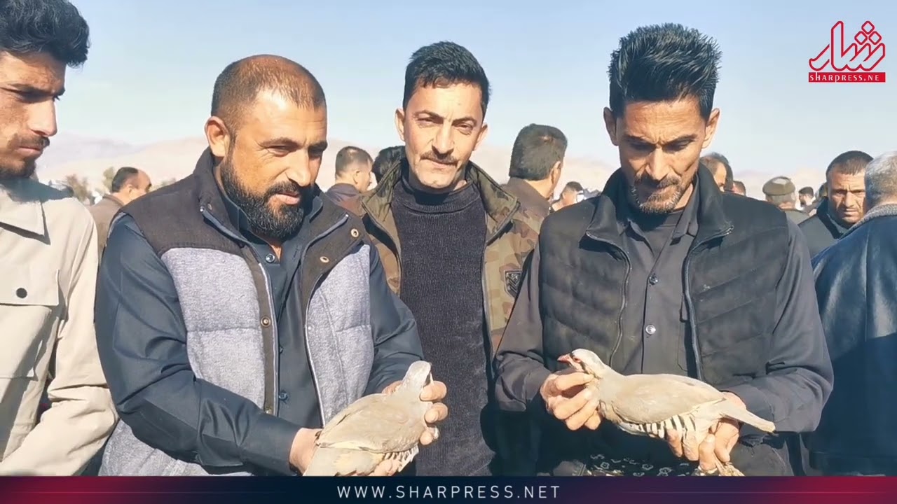 مەترسی لەسەر باڵندەی کەوی چیاکانی کوردستان هەیە