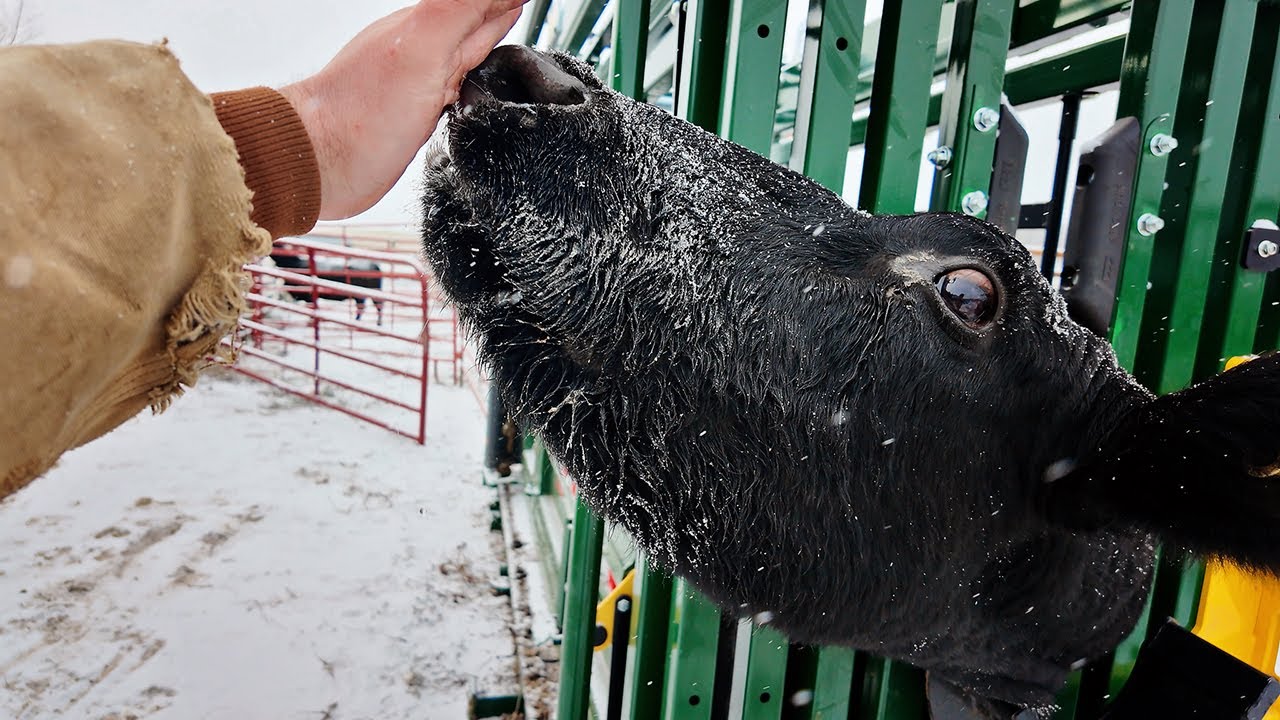How To Draw Blood in Cattle For Veterinary Diagnostic Purposes