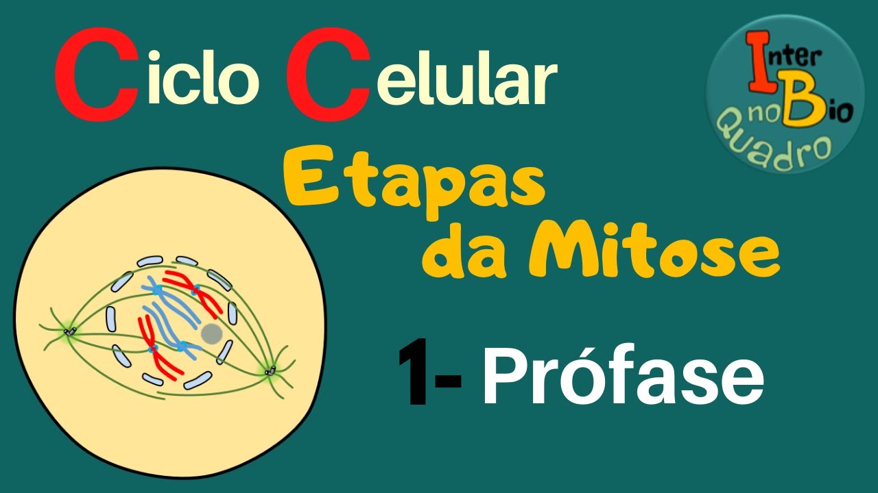 Ciclo Celular: Etapas da Mitose - Prófase (