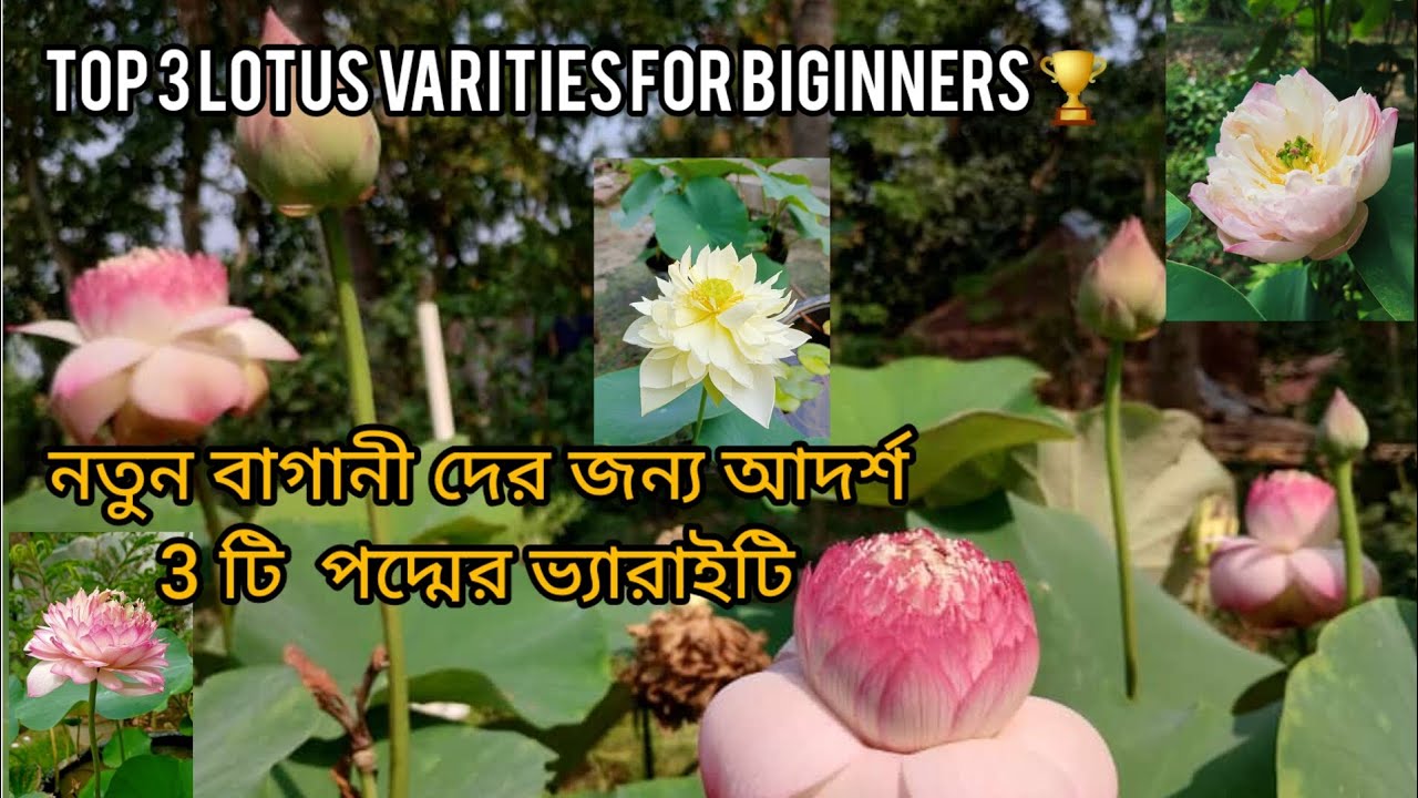নতুন বাগানীদের জন্য সেরার সেরা 3 টি পদ্মের ভ্যারাইটি/TOP 3 Lotus varieties for beginners #lotus